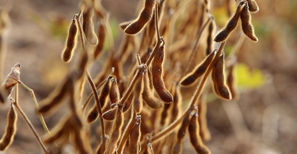Soybeans growing in Germany. Image via Daniel Roland/AFP/Getty Images.