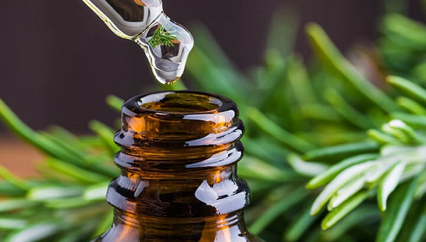 rosemary-prevents-brain-aging-with-essential-oil