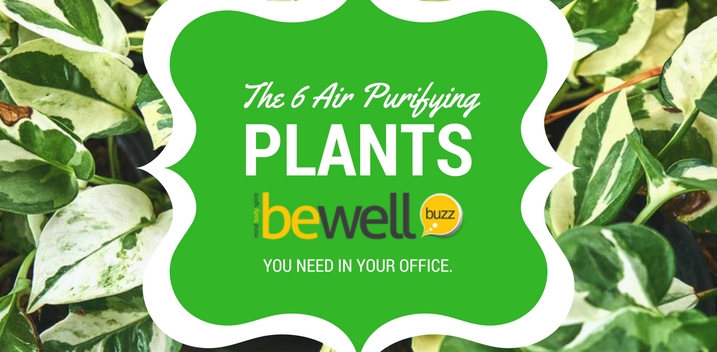 air-purifying plants
