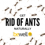 How To Get Rid of Ants Naturally