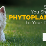 5 Reasons You Should Add Phytoplankton to Your Dog’s Diet