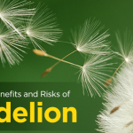 6 Surprising Benefits and Risks of Dandelion