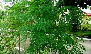 Moringa Health Benefits: A Moringa Tree