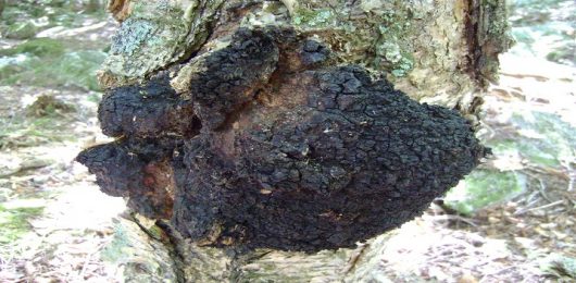 The Chaga Mushroom - What your grandmother knew that you probably don't