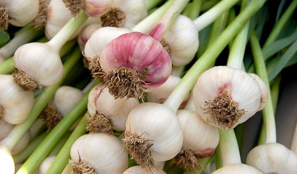 10 Best Foods to Prevent Flu: Fresh garlic