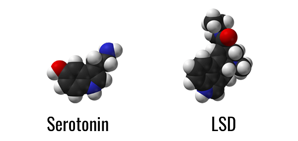 Serotonin and LSD molecules