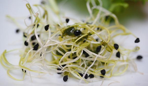 The sprouts are the most popular form to ingest alfalfa and are often used in stir-fries.