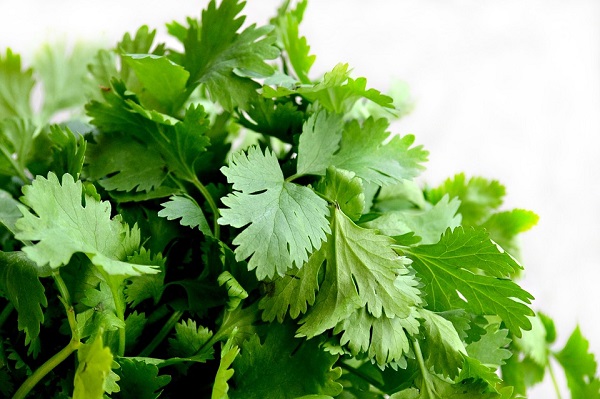 Coriander oil, the volatile extract of cilantro, is an incredibly healthy and versatile essential oil.