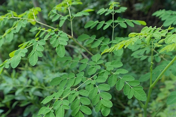 The medicinal plant moringa, or moringa oleifera.