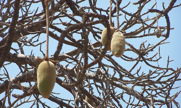 Baobab fruit hangs from the branch of the baobab tree for six months or more, baking in the sun.