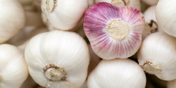 Garlic is a powerful natural medicine.