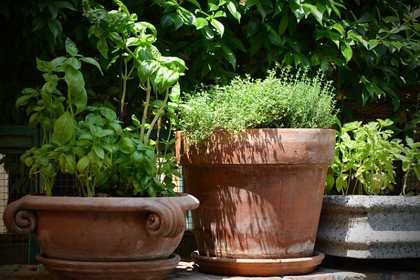 Have you ever considered growing your own healing herbs at home? 