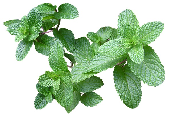 Refreshing, sweet, light, and aromatic, mint is one of the best healing herbs when it comes to oral health.