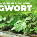 Mugwort: All You Need to Know About This Healing Herb