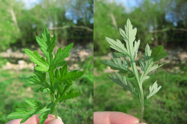 Mugwort is an aromatic herb with red-purple stems and green leaves that have a silvery-white underside.