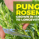 Is the Pungent Rosemary Helping Locals Become Centenarians?