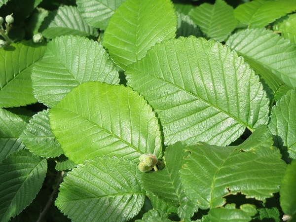 Use slippery elm in the powdered bark, capsule, or tincture form to relieve symptoms of indigestion.