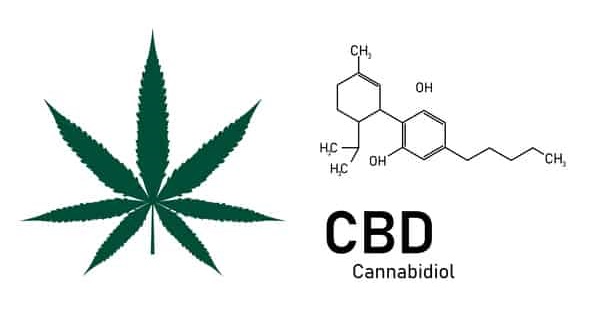 Unlike marijuana, CBD oil does not contain THC.