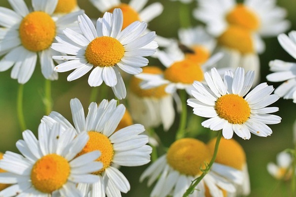 Chamomile essential oil soothes inflammation, acne, and blemishes and is a great stress reliever.