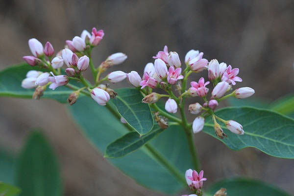 Grow milkweed in your yard but be careful because it looks very similar to dogbane.