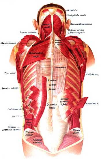 Fascia is connective tissue that is found throughout the body, from head to toe.