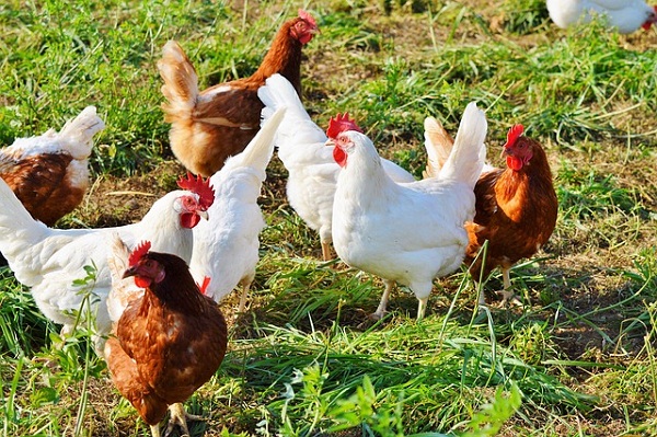 Zero wasters’ foods, such as free-range eggs, and meat are fresh, grown locally, and have barely any carbon footprint.