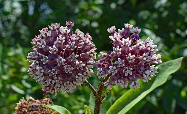 When the umbrella clusters of milkweed blooms arrive in spring and summer, it’s a beautiful thing.