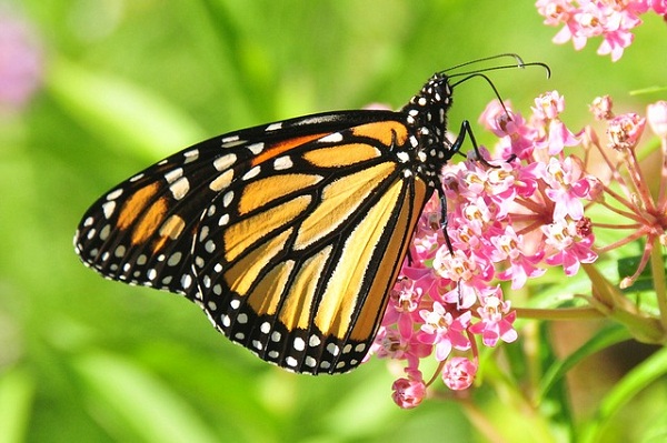 Growing a patch of milkweed in your backyard will attract monarch butterflies and other vital pollinators.