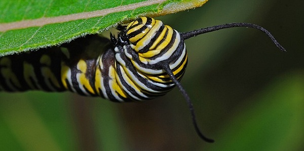 Monarch caterpillars will only eat milkweed foliage, which is toxic to most creatures.