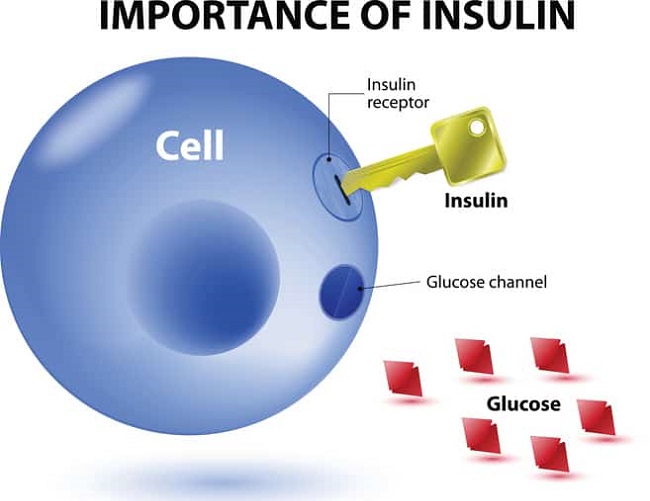 The importance of insulin