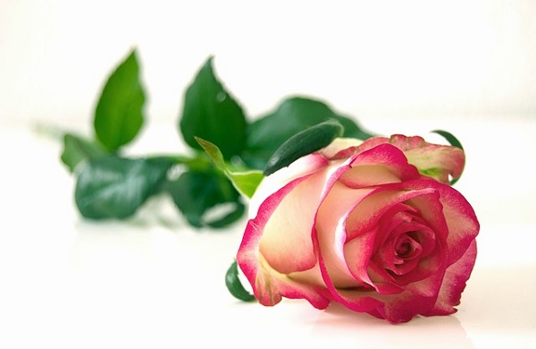 Rose essential oil has been used for centuries.