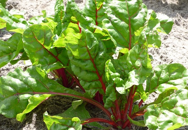Swiss chard is yet another dark leafy green that is especially rich in magnesium.