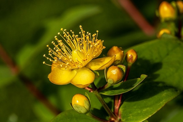 St. John’s Wort is a natural herbal remedy that may help lift depression.