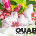 Ouabain: A 150-Year-Old Natural Treatment for Heart Disease