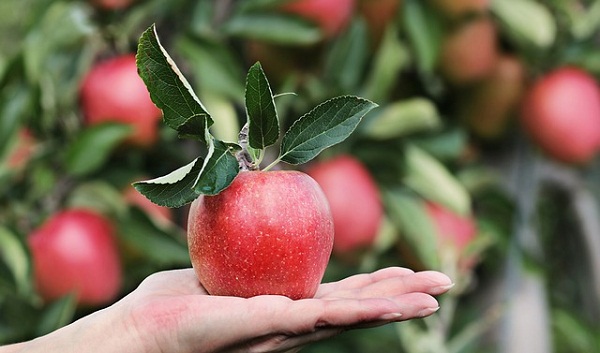Apples are cheap, plentiful, and seasonally delicious in autumn.