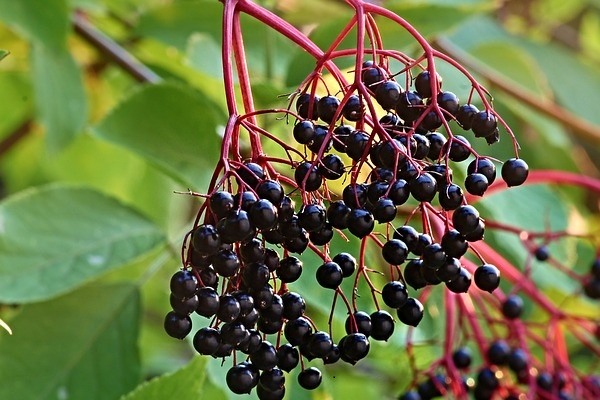 People have been making use of the incredible healing benefits of the elderberry for thousands of years.