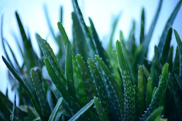 Aloe vera is well known for its skin-soothing properties and greatly benefits the dry winter skin.